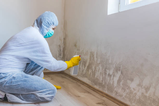 Licensed Commercial Mold Remediation service in Lawrenceville, IL - 24 Hour Mold Removal