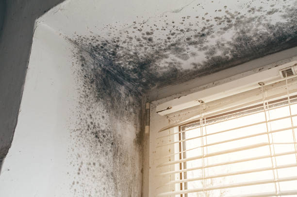 Affordable Commercial Mold Remediation solutions in Lawrenceville, IL